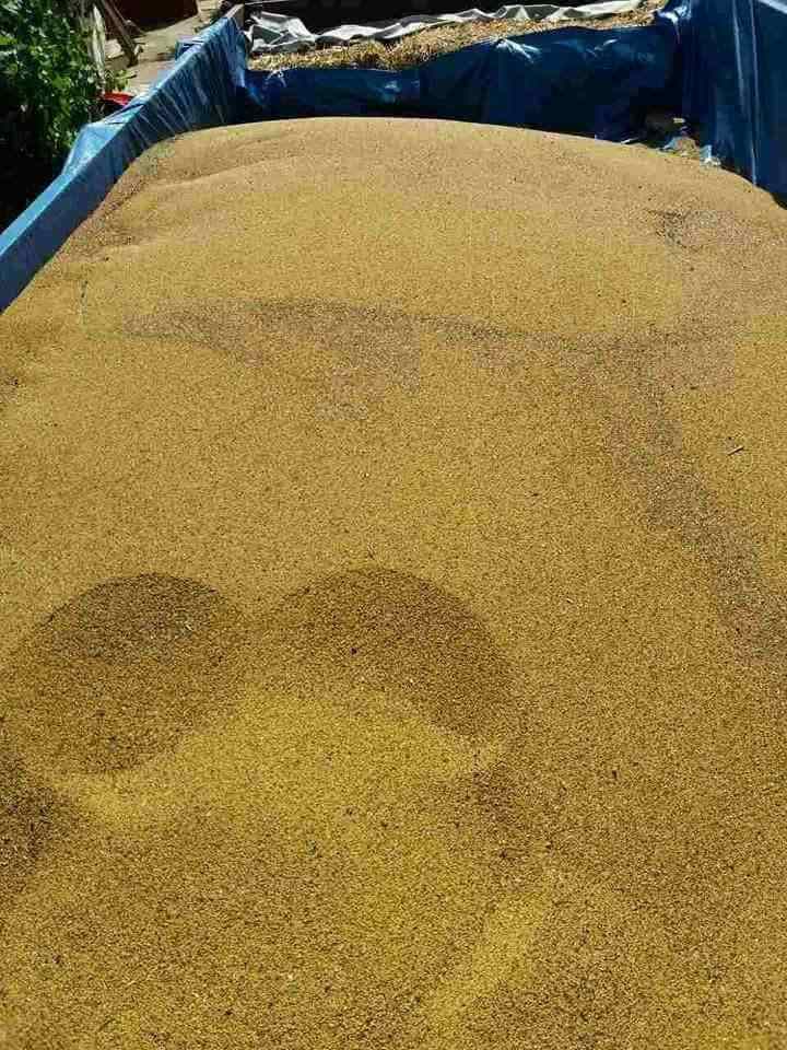 PG Ulemek lucerka